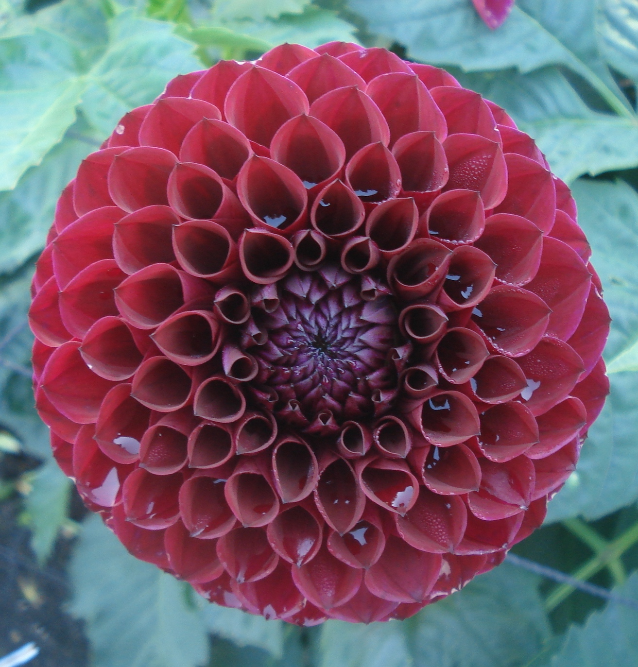 Barbarry d'amour.jpg (7980 bytes)